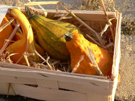 Ornamental pumpkin in the basket