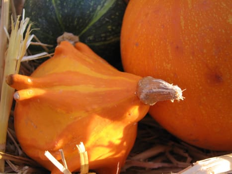 Autumn fruiting