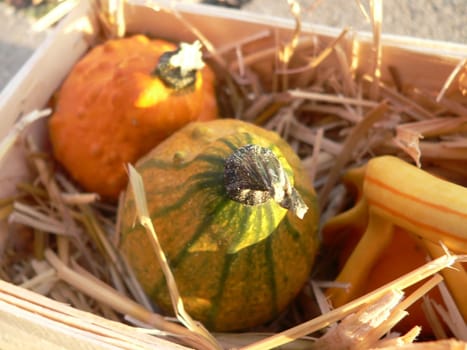 Ornamental pumpkin in the evening light