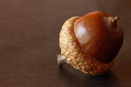 Acorn