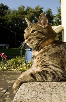 Sun Guardian...