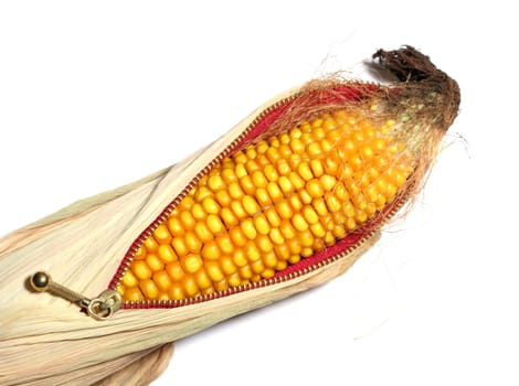 Genetically modified maize