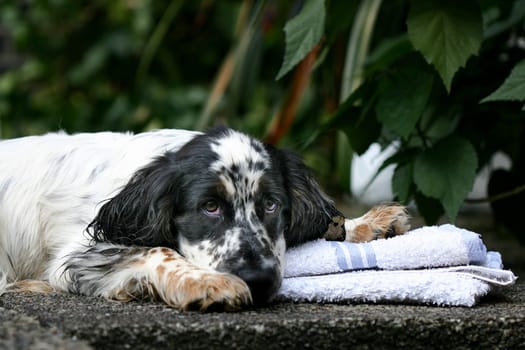 Cocker Spaniel