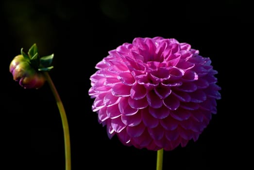 Dahlia period