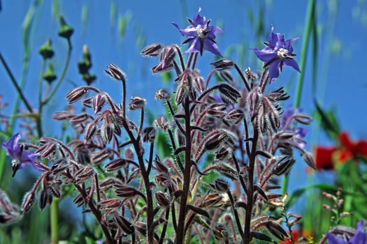 Borago officinalis,Borage