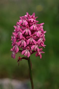 Anacamptis pyramidalis,Pyramidal Houseleek (Spitz-Orchis)