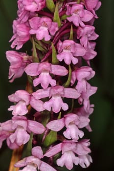 Gymnadenia conopsea,Gymnadenia conopsea