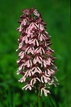 Orchis purpurea,purple orchid