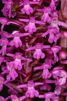 Gymnadenia conopsea,Gymnadenia conopsea,Mosquito orchid