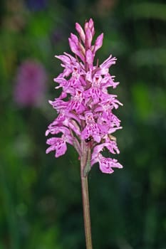 Dactylorhiza fuchsii