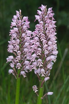 Orchis militaris,Orchis orchid