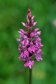 Dactylorhiza fuchsii