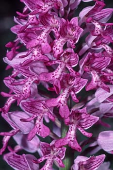 Orchis militaris,Skullcap,Detail