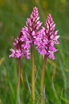 Dactylorhiza maculata,Spotted orchid