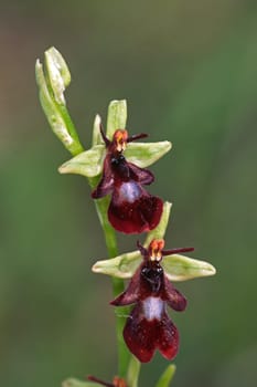 Ophrys insectifera,Fly Ragwort