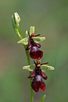 Ophrys insectifera,Fly Ragwort