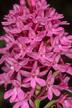Anacamptis pyramidalis,Pyramidal houseleek,Spitz orchis
