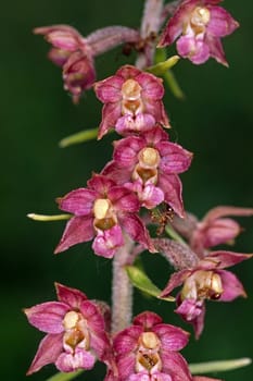 Epipactis atrorubens,Brown-red marshroot