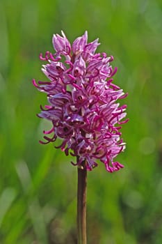 Orchis simia,monkey orchid