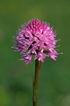 Traunsteinera globosa,Ball Orchis,Ball orchid