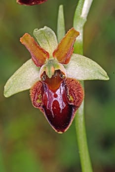 Ophrys sphegodes,spider ragwort