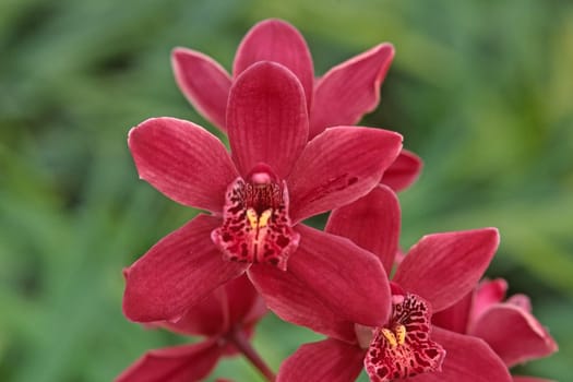 Cymbidium hybrid,Cymbidia,barge orchid