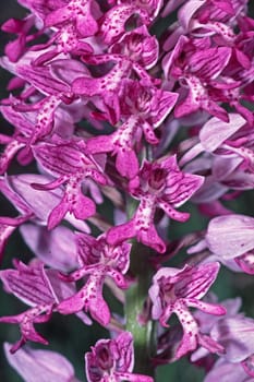 Orchis militaris,Orchis orchid