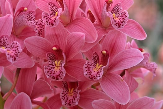 Cymbidium hybrid 'Starbridge',Cymbidia,barge orchid