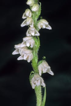 Goodyera repens,Creeping Retina