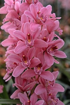 Cymbidium hybrid,variety Starbridge,Cymbidia,barge orchid