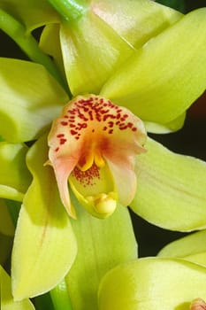 Cymbidium,Cymbidia,Kahn orchid