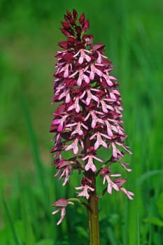 Orchis purpurea,purple orchid