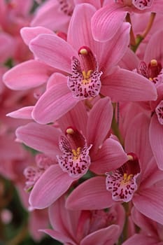 Cymbidium hybrid 'Starbridge',Cymbidia,barge orchid