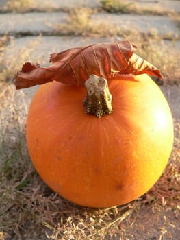 Ornamental pumpkin