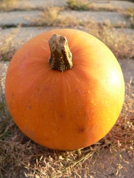 Harvest festival
