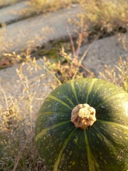 Green ornamental pumpkin