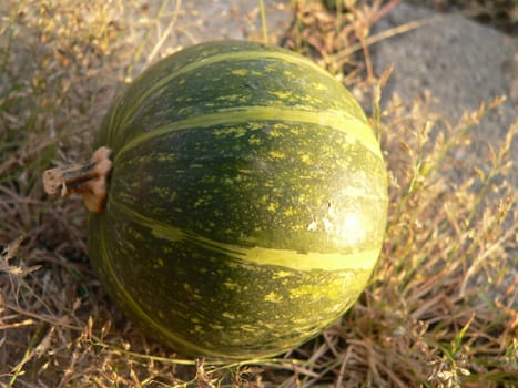 Pumpkin melon