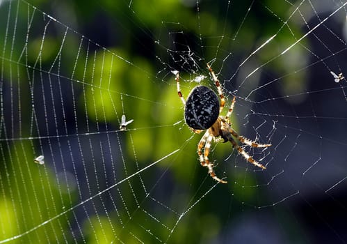 Cross spider