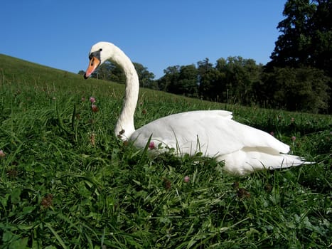 Eat the grass at a leisurely pace.