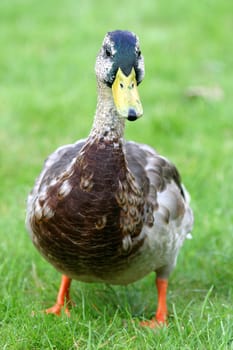 Wild duck