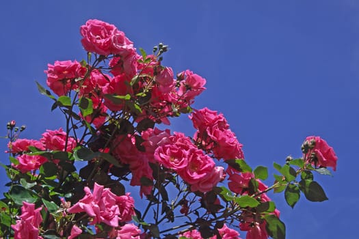 Pink 'Morning Jewel' climbing rose (Cocker 1978)
