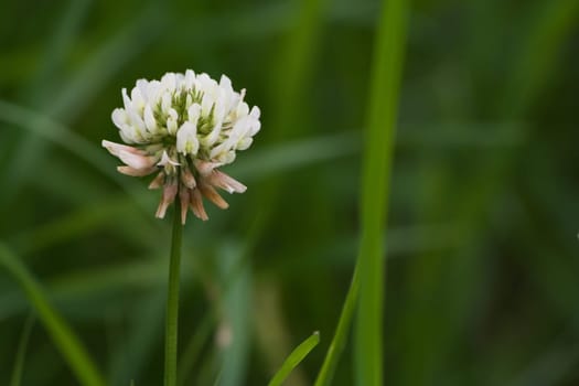 Wild clover