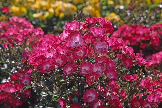 red shrub rose in the light