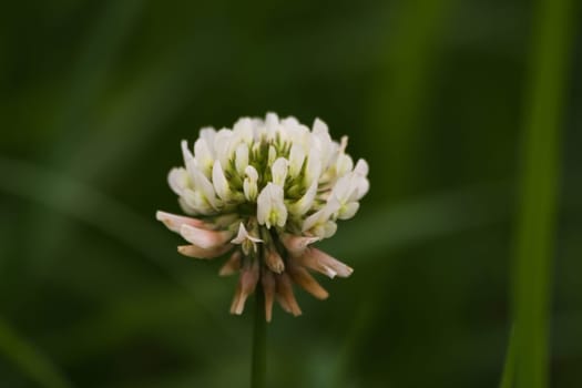 Wild clover - detail