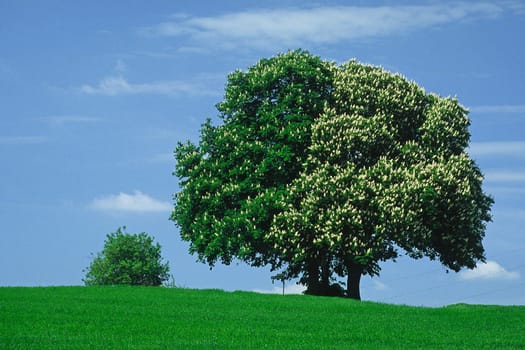 Aesculus hippocastanum,Common horse chestnut in May,Bad Iburg-Glane,Osnabrücker Land,Chestnut in spring