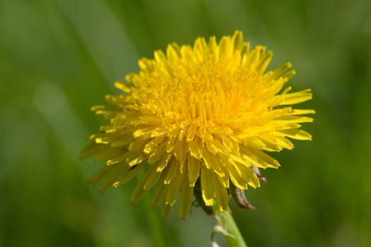 Dandelion - Macro