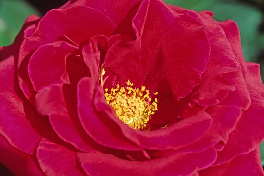 Pink 'Fragrance Magic' Noble Rose,Floribunda Rose