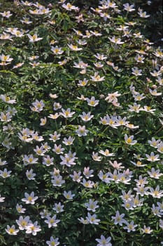 Anemone nemorosa,wood anemone