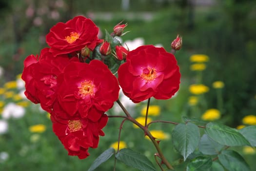 Rosa 'Dirigent' Strauchrose (Tantau 1956)