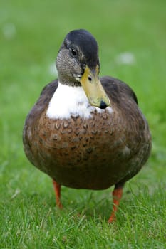 Duck lady